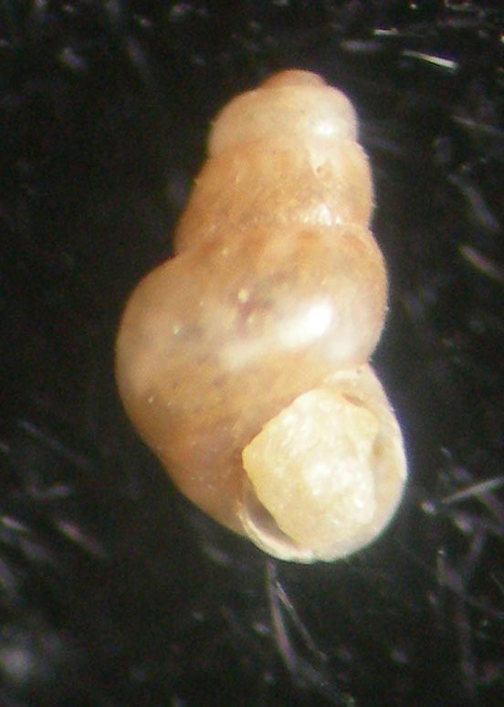 Eatonina ochroleuca teratologica